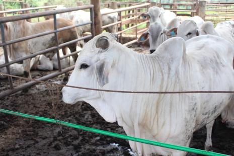 Nem sempre confinamento trará bons resultados aos pecuaristas