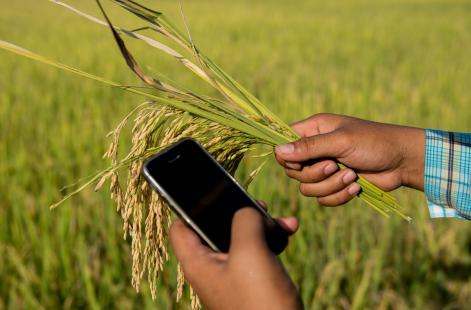 Tecnologia blockchain pode chegar em breve ao agronegócio