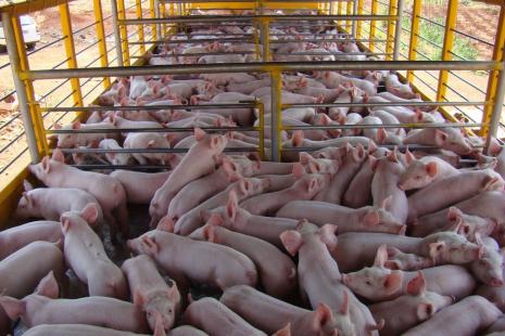 Greve dos caminhoneiros pode prejudicar abastecimento de alimentos para o consumidor