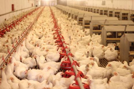 Principal insumo utilizado na alimentação animal, preço do milho subiu 53% em agosto