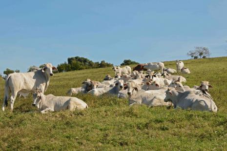 Pecuarista deve ficar atento ao planejamento de pastagens também durante o período de chuvas