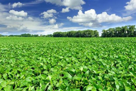 Área plantada com soja na América do Sul crescerá 4% em 2018/19