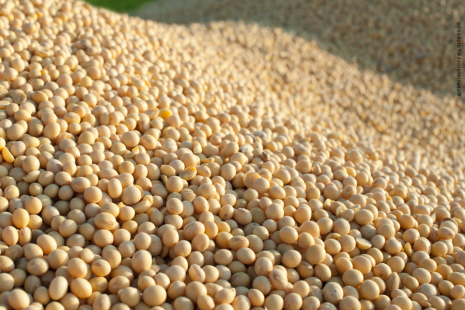 Produtividade baixa afetou desempenho da colheita de grãos