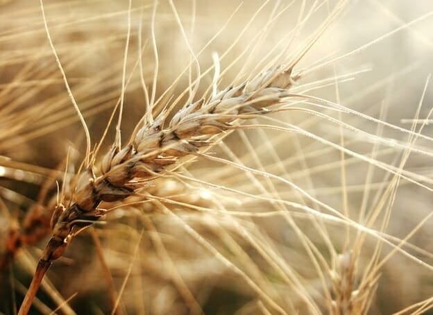 Trigo termina a 6ª feira em forte baixa em Chicago e em Kansas City