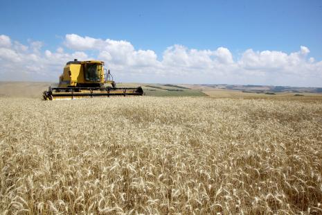 Embrapa wants to insert MS in the wheat self-sufficiency strategy for ...