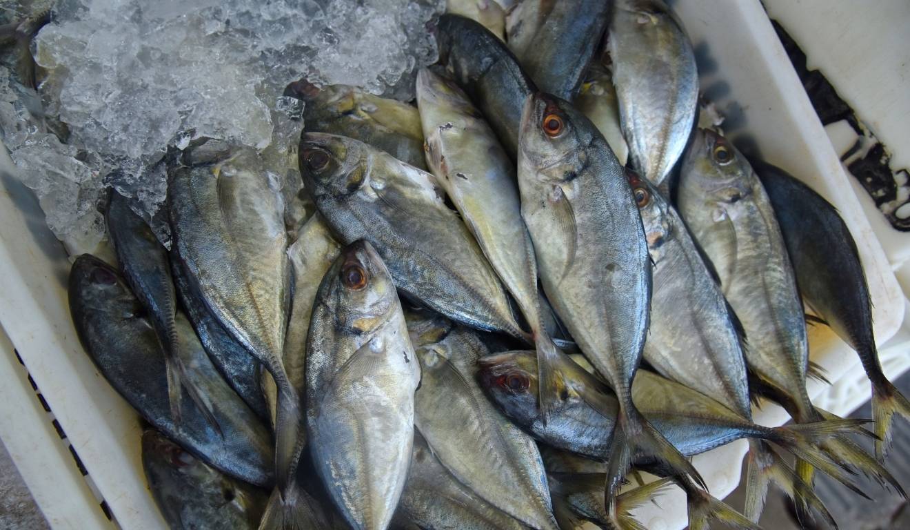Pescados