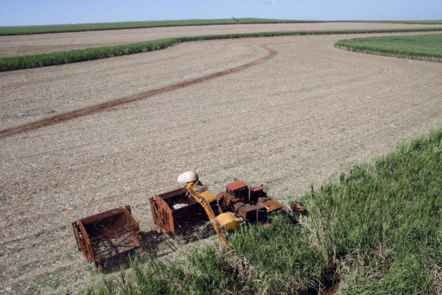 Colk IAC launches five sugarcane varieties with high productivity and ...